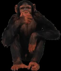 Macaco