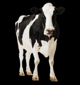 Vaca