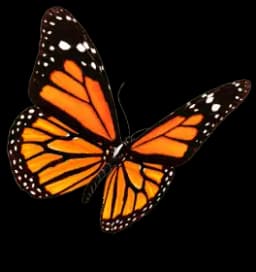 Borboleta