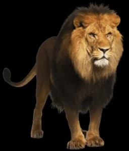 Leão