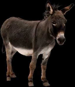 Burro