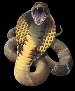 Cobra